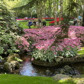 Keukenhof IMG 6053 (288 odwiedzin) Keukenhof IMG 6053