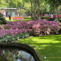 Keukenhof IMG 6054 (292 odwiedzin) Keukenhof IMG 6054