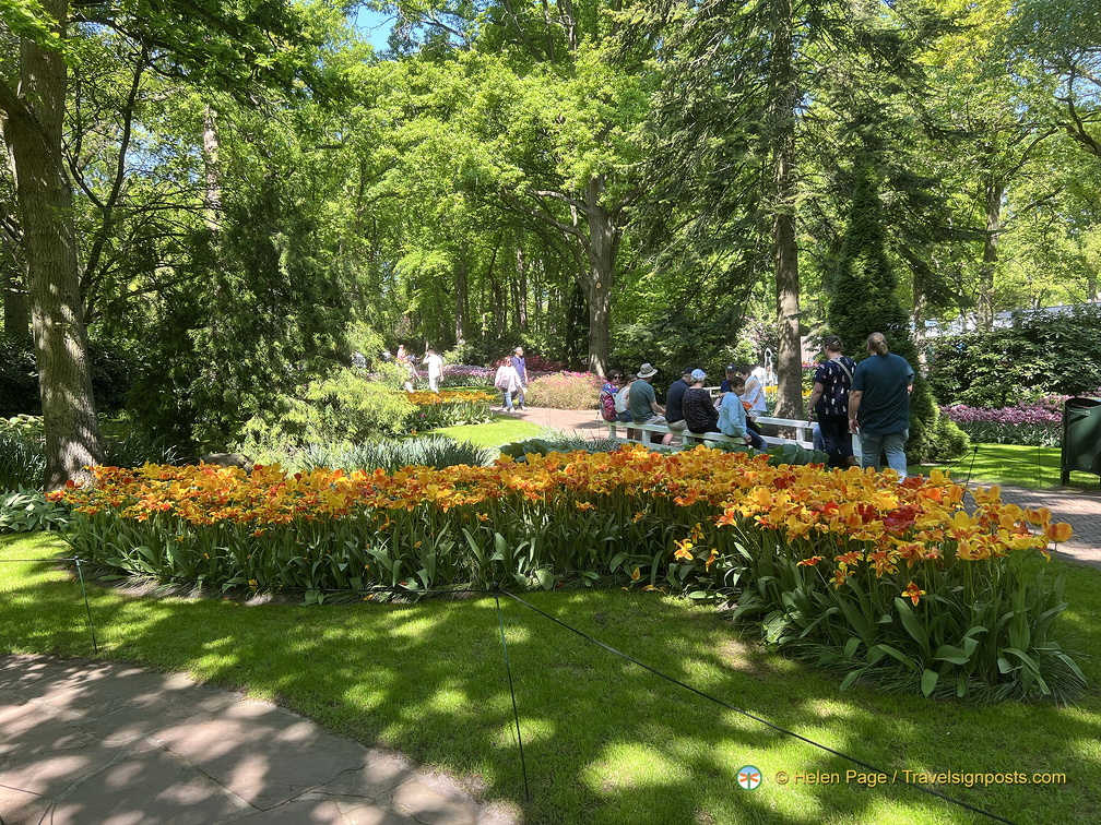 Keukenhof IMG 6056 (288 visits) Keukenhof IMG 6056
