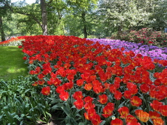 Keukenhof IMG 6057