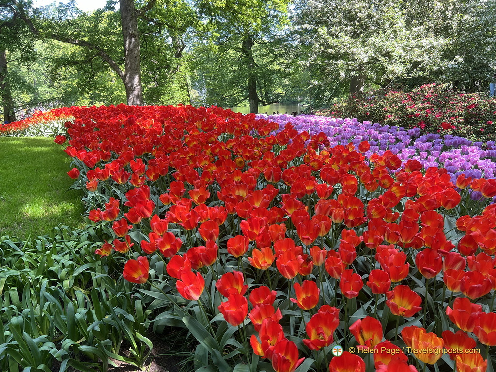 Keukenhof IMG 6057 (312 visits) Keukenhof IMG 6057