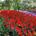 Keukenhof IMG 6057 (309 visits) Keukenhof IMG 6057