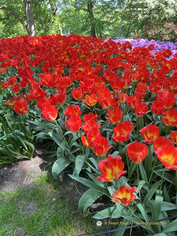 Keukenhof IMG 6058 (309 visits) Keukenhof IMG 6058