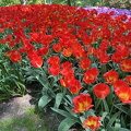 Keukenhof IMG 6058 (306 visits) Keukenhof IMG 6058