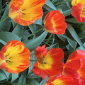 Keukenhof IMG 6059 (296 visits) Keukenhof IMG 6059