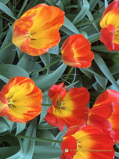 Keukenhof IMG 6059