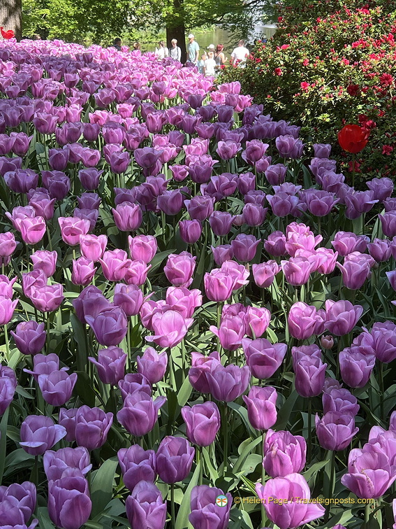 Keukenhof IMG 6060 (285 visits) Keukenhof IMG 6060