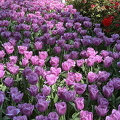 Keukenhof IMG 6060 (282 visits) Keukenhof IMG 6060