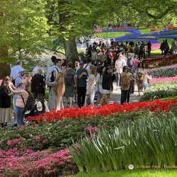 Tulips at the Keukenhof