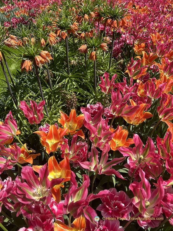 Keukenhof IMG 6063 (289 visits) Keukenhof IMG 6063
