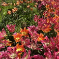 Keukenhof IMG 6063 (286 visits) Keukenhof IMG 6063
