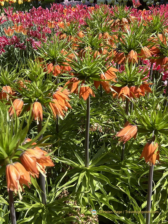Keukenhof IMG 6064 (279 visits) Keukenhof IMG 6064