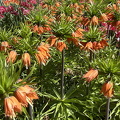 Keukenhof IMG 6064 (276 visits) Keukenhof IMG 6064