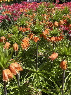 Keukenhof IMG 6064