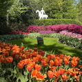 Keukenhof IMG 6065 (288 visits) Keukenhof IMG 6065