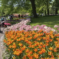 Keukenhof IMG 6070 (292 visits) Keukenhof IMG 6070