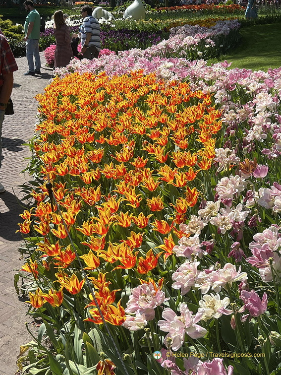 Keukenhof IMG 6072 (289 visits) Keukenhof IMG 6072
