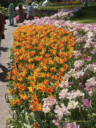 Keukenhof IMG 6072 (288 visits) Keukenhof IMG 6072