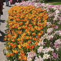 Keukenhof IMG 6072 (286 visits) Keukenhof IMG 6072