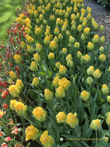 Keukenhof_IMG_6080.jpg