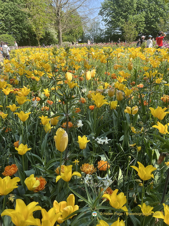 Keukenhof IMG 6101 (283 visites) Keukenhof IMG 6101