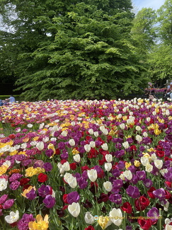 Keukenhof IMG 6107