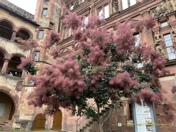 Heidelberg IMG 7328 (331 visits) Heidelberg IMG 7328