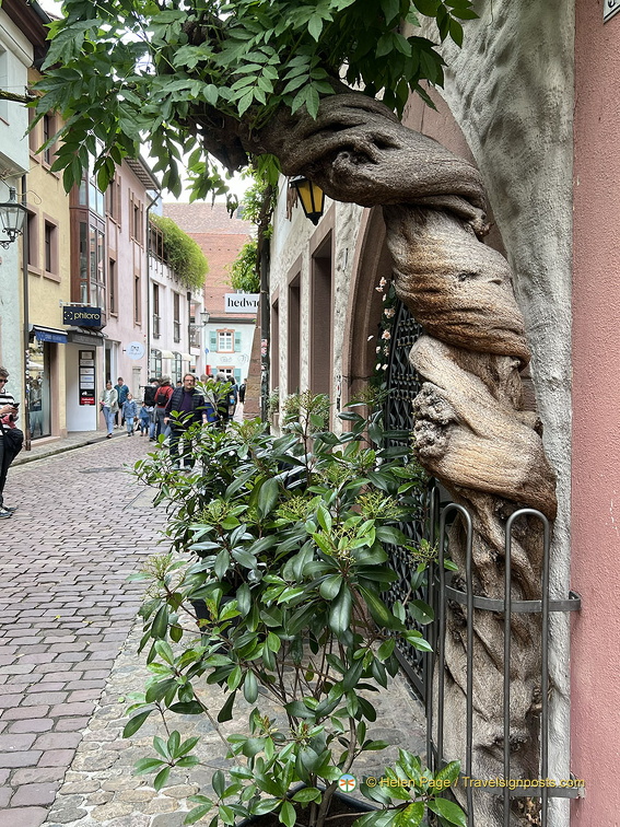 Freiburg IMG 7519 (305 بازدید) Freiburg IMG 7519