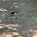 Freiburg IMG 1598 (301 visits) Freiburg IMG 1598