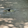 Freiburg IMG 1599 (294 visits) Freiburg IMG 1599