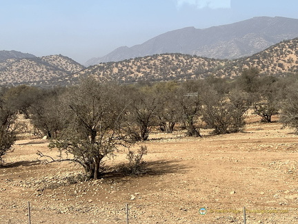 Agadir IMG 1693 wm