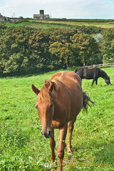 This brown one is coming towards us