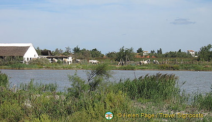 Stes Maries-de-la-Mer, Camargue, France