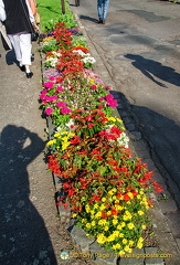 Summer blooms in Traben