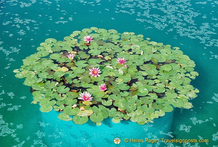 Cassino Memorial lotus plants