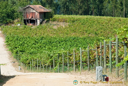 Quinta da Lixa winery, Douro, Portugal