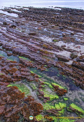 John-O-Groats-Flora AJP7057