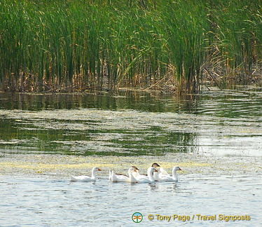 Kherson and Fisherman's Island